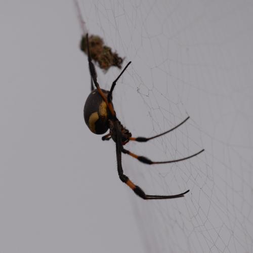 Trichonephila senegalensis